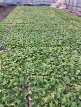 팜모닝 · 게시글 이미지