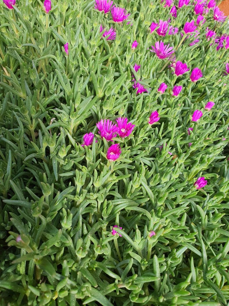 장터 상품 [송엽국] 썸네일