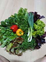 팜모닝 상추·자유게시판 게시글 이미지