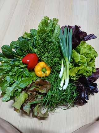 양산 성여사님의 상추 · 자유게시판 작성글 사진