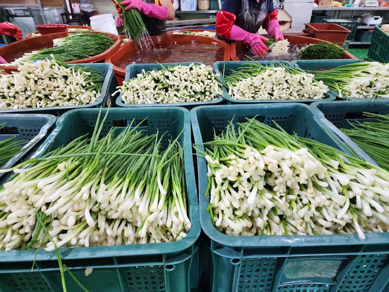 새움푸드님의 장터 판매 상품 [직접 농사지은 쪽파김치] 첨부 사진