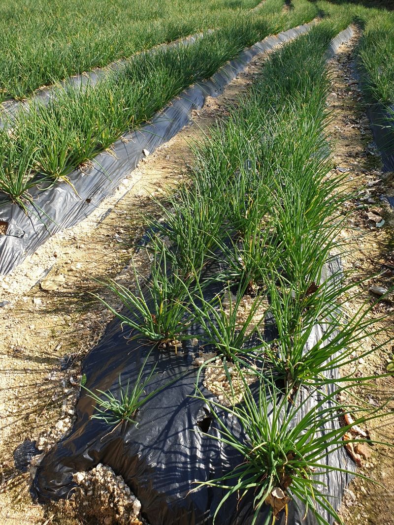 새움푸드님의 장터 판매 상품 [직접 농사지은 쪽파김치] 첨부 사진