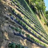 팜모닝 감자·자유게시판 게시글 이미지