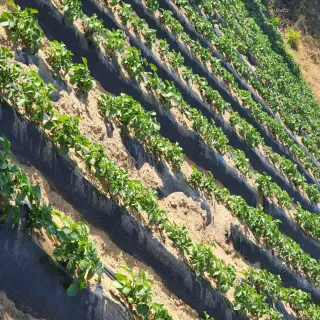 새움푸드님의 감자 · 자유게시판 작성글 사진