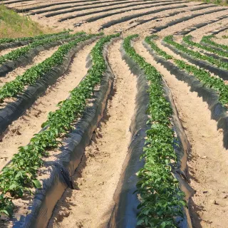 새움푸드님의 감자 · 자유게시판 작성글 사진