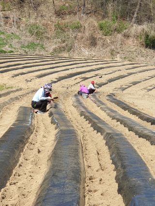새움푸드님의 감자 · 자유게시판 작성글 사진
