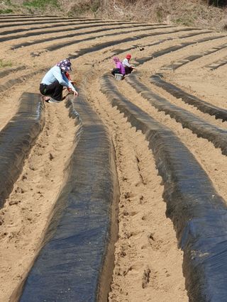 새움푸드님의 감자 · 자유게시판 작성글 사진