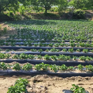 새움푸드님의 감자 · 자유게시판 작성글 사진