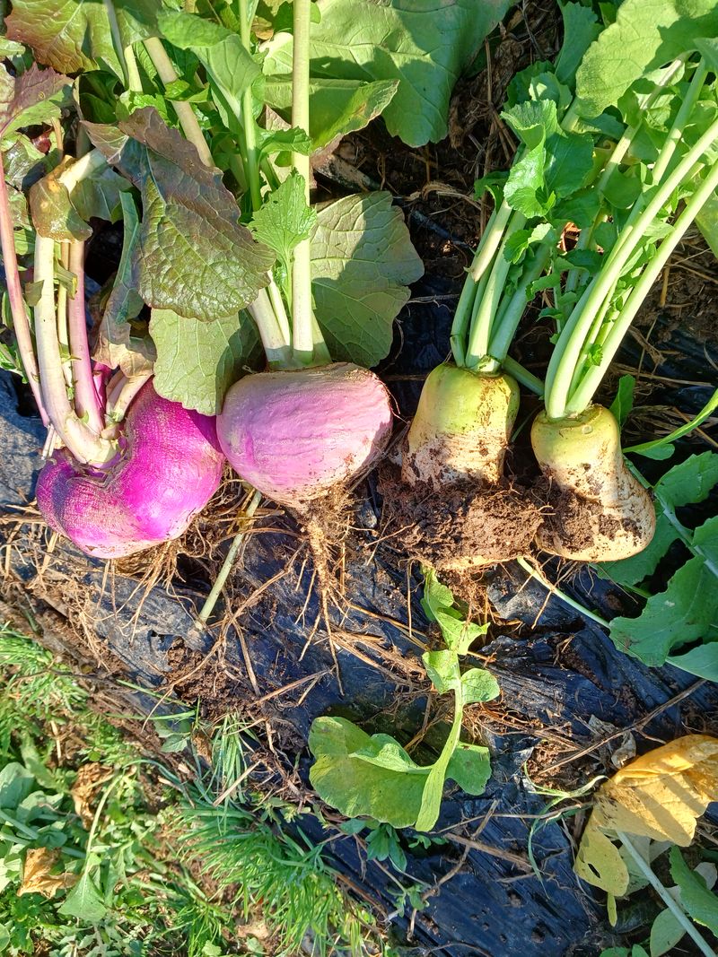 장터 상품 [이것 저것. 취미] 썸네일