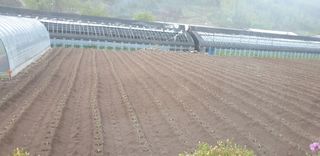 전봉우(채미농원)님의 옥수수 · 자유게시판 작성글 사진