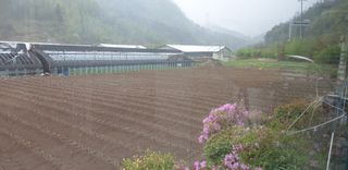 전봉우(채미농원)님의 옥수수 · 자유게시판 작성글 사진