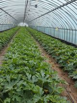 팜모닝 호박·자유게시판 게시글 이미지