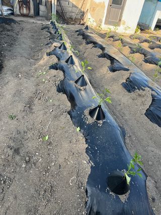 신흥생활가전님의 고추 · 지주설치•유인•성장 작성글 사진