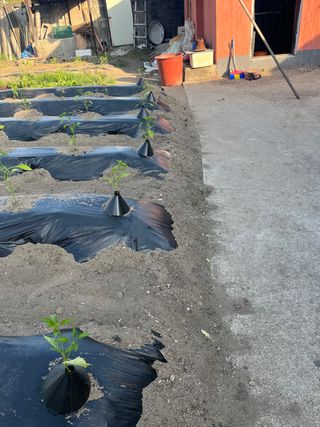 신흥생활가전님의 고추 · 지주설치•유인•성장 작성글 사진