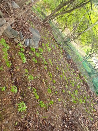 인생은 소풍처럼님의 두릅 · 일상 작성글 사진