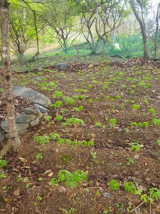 인생은 소풍처럼님의 두릅 · 일상 작성글 사진