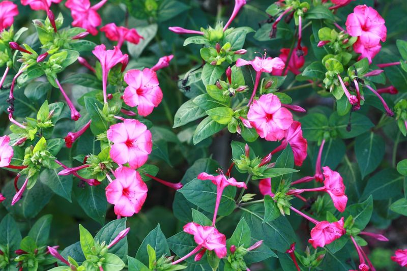 장터 상품 [분꽃] 썸네일