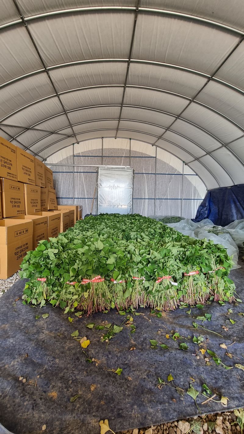 장터 상품 [❗️가격인하❗️익산 1대 고구마모종 1단(95~100주)🌱🍠👍] 썸네일