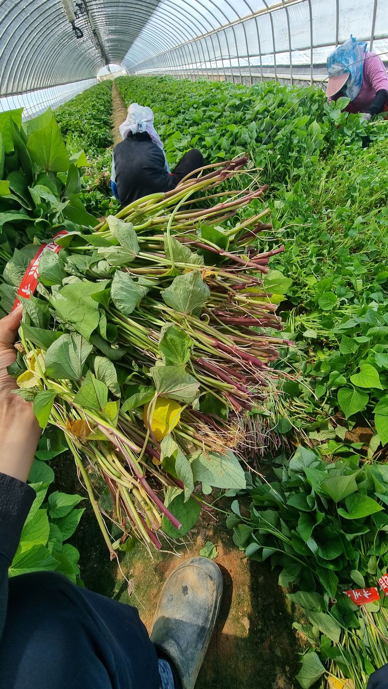 김동수님의 장터 판매 상품 [❗️가격인하❗️익산 1대 고구마모종 1단(95~100주)🌱🍠👍] 첨부 사진