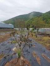 팜모닝 자유주제·자유게시판 게시글 이미지