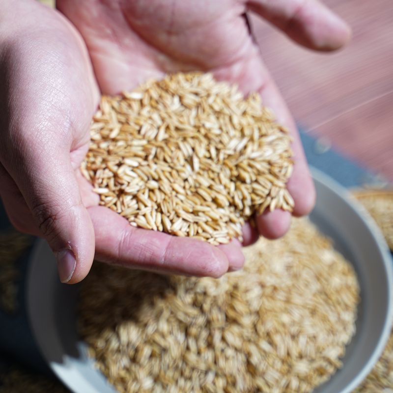 유순복님의 장터 판매 상품 [강귀리38오투 쌀귀리 800g] 첨부 사진