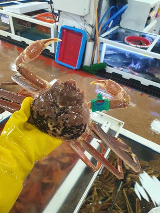 노가네수산님의 장터이야기 · 자유게시판 작성글 사진