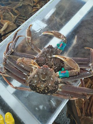 노가네수산님의 장터이야기 · 자유게시판 작성글 사진