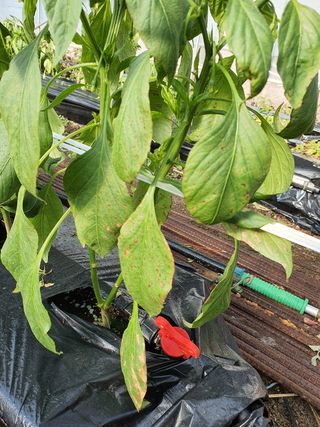 꼬맹님의 고추 · 병해충상담 작성글 사진