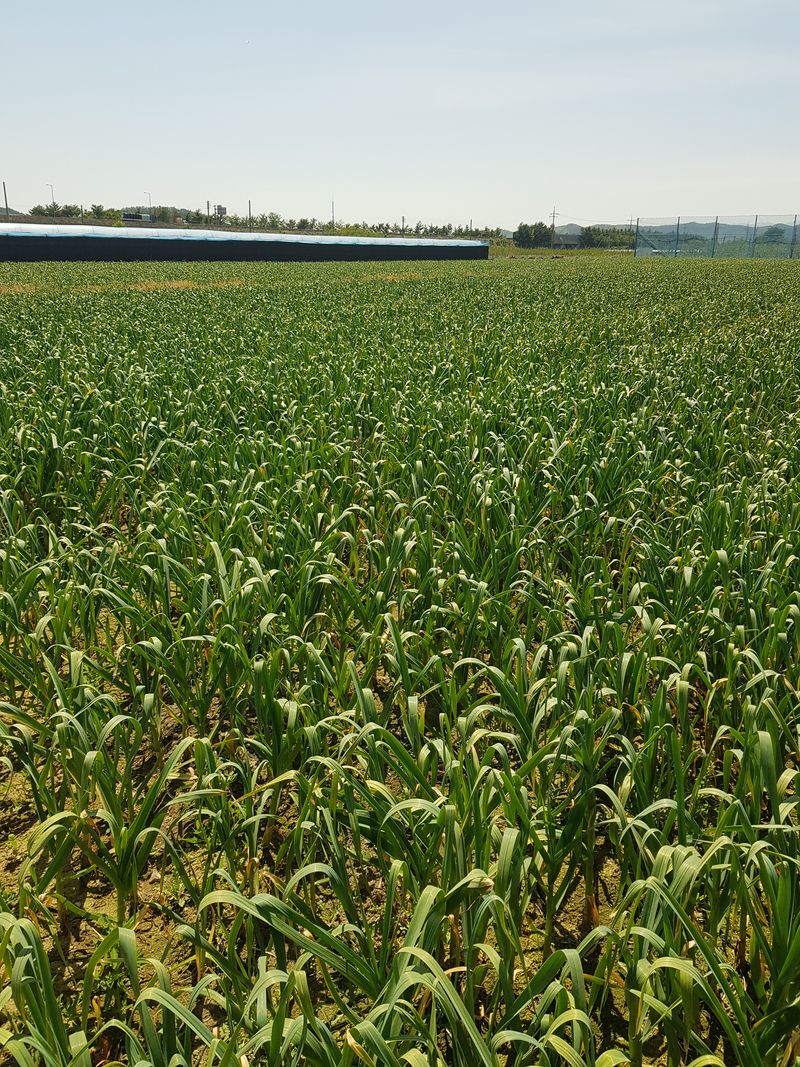 마늘  복숭아윤금자님의 장터 판매 상품 [마늘쫑  1관4키로20000원] 첨부 사진