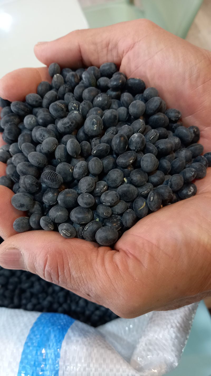 하남연님의 장터 판매 상품 [서리태 볶은 콩가루 1kg 판매완료] 첨부 사진