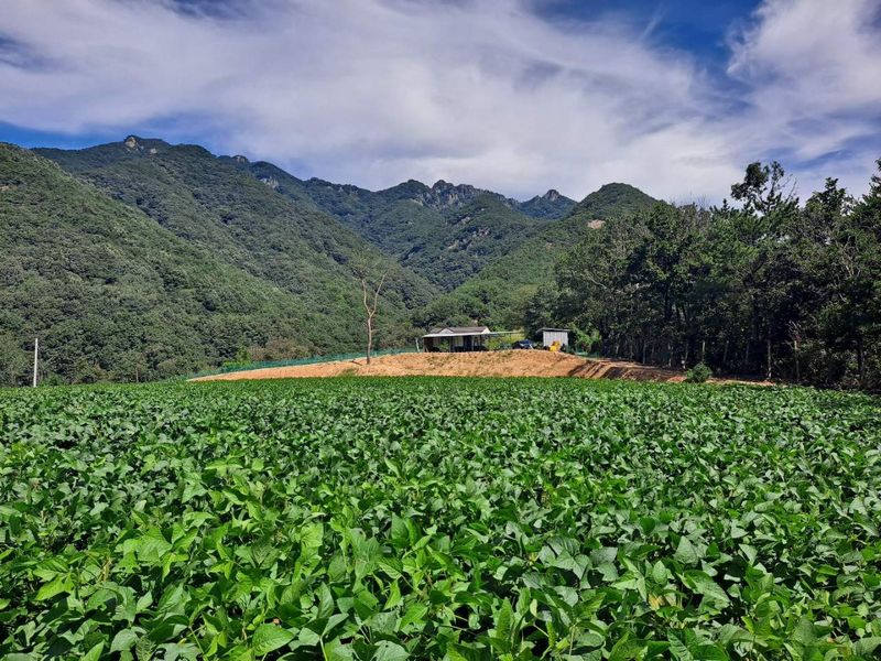 하남연님의 장터 판매 상품 [서리태 볶은 콩가루 1kg 판매완료] 첨부 사진