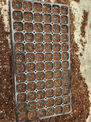 김찬우님의 참깨 · 자유게시판 작성글 사진