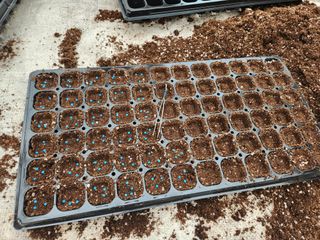 김찬우님의 참깨 · 자유게시판 작성글 사진