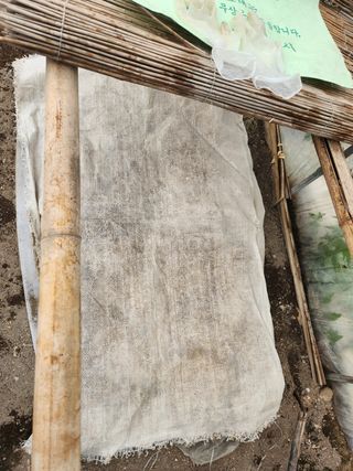 김찬우님의 참깨 · 자유게시판 작성글 사진