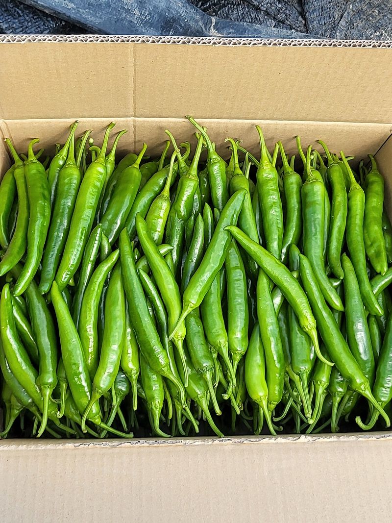 밀양농사님의 장터 판매 상품 [밀양에서 직접농사지은 홍고추 풋고추 판매 1키로당] 첨부 사진