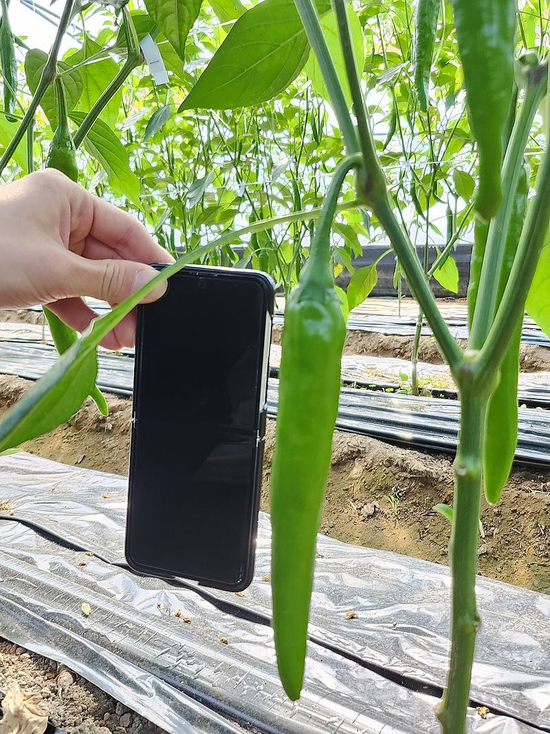 밀양농사님의 장터 판매 상품 [밀양에서 직접농사지은 홍고추 풋고추 판매 1키로당] 첨부 사진