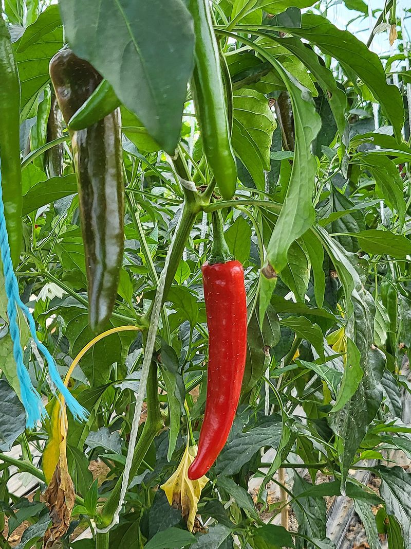 밀양농사님의 장터 판매 상품 [밀양에서 직접농사지은 홍고추 풋고추 판매 1키로당] 첨부 사진