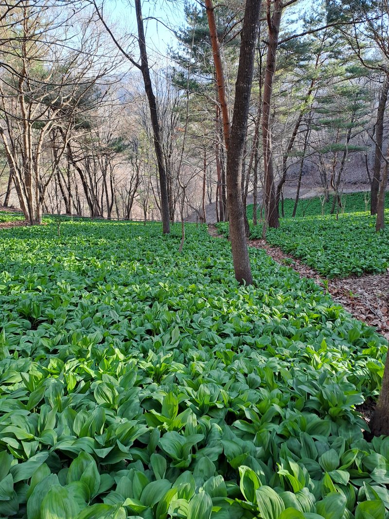 장터 상품 [명이나물 1kg] 썸네일