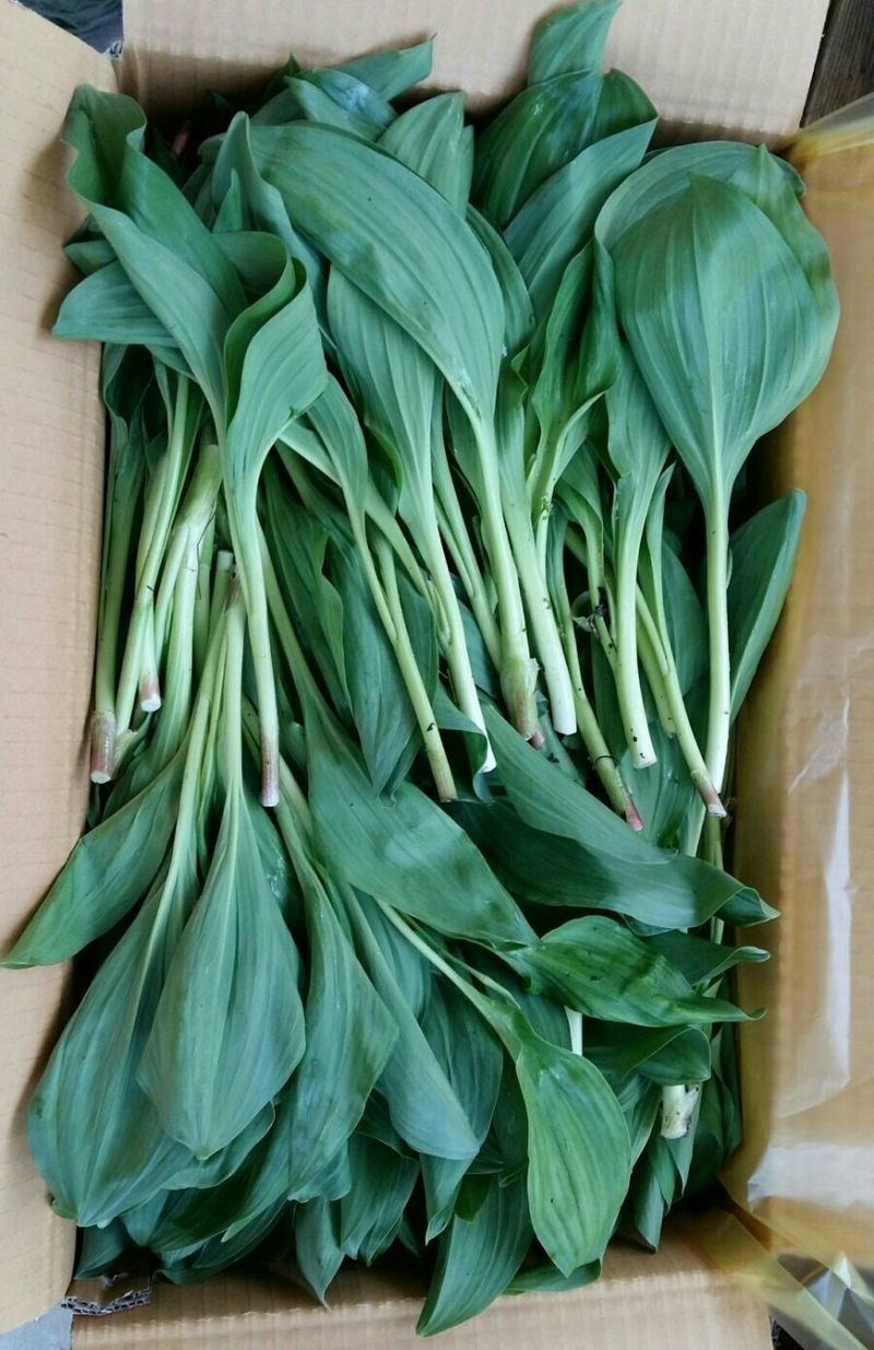 대성약초농원님의 장터 판매 상품 [명이나물 1kg] 첨부 사진