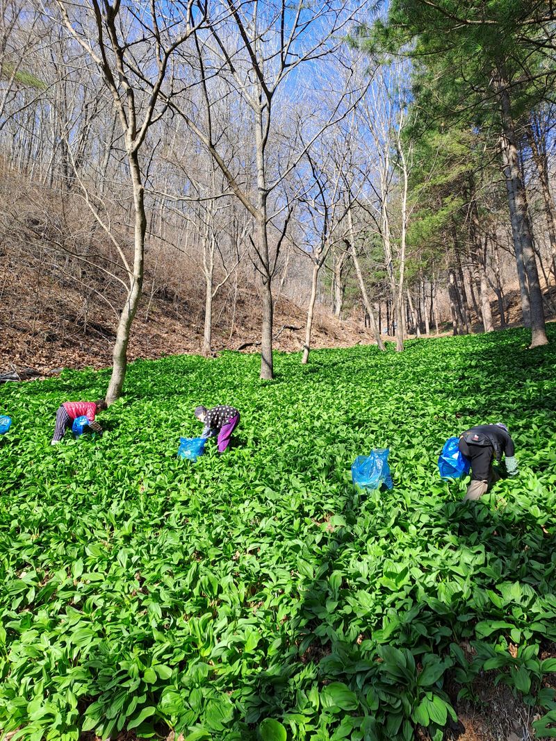 대성약초농원님의 장터 판매 상품 [명이나물 1kg] 첨부 사진