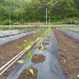 팜모닝 고추·파종•정식 게시글 이미지