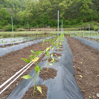 봉골농장님의 고추 · 파종•정식 작성글 사진