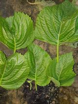 팜모닝 들깨·병해충상담 게시글 이미지