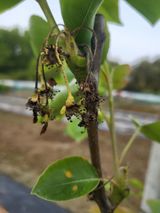 팜모닝 배·병해충상담 게시글 이미지