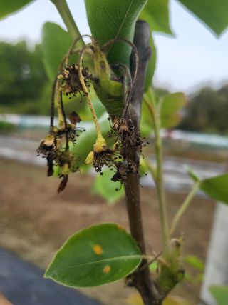 장용익님의 배 · 병해충상담 작성글 사진