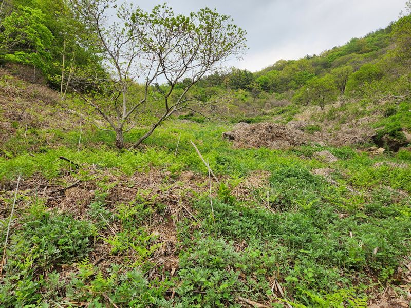 김재환-전남광양님의 장터 판매 상품 [햇 마른 고사리 500g] 첨부 사진