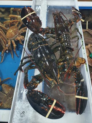 노가네수산님의 장터이야기 · 자유게시판 작성글 사진