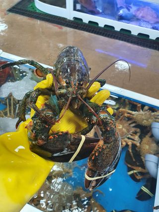 노가네수산님의 장터이야기 · 자유게시판 작성글 사진