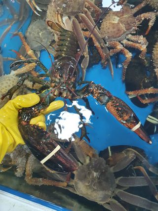 노가네수산님의 장터이야기 · 자유게시판 작성글 사진