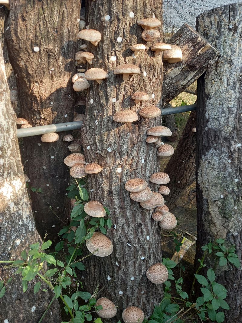 샬롬 ~님의 장터 판매 상품 [●● 표고버섯 종균접종 참나무원목 분양합니다 ] 첨부 사진